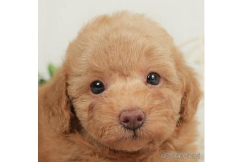 成約済の千葉県のトイプードル-208854の1枚目